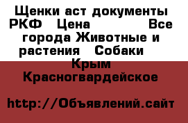 Щенки аст документы РКФ › Цена ­ 15 000 - Все города Животные и растения » Собаки   . Крым,Красногвардейское